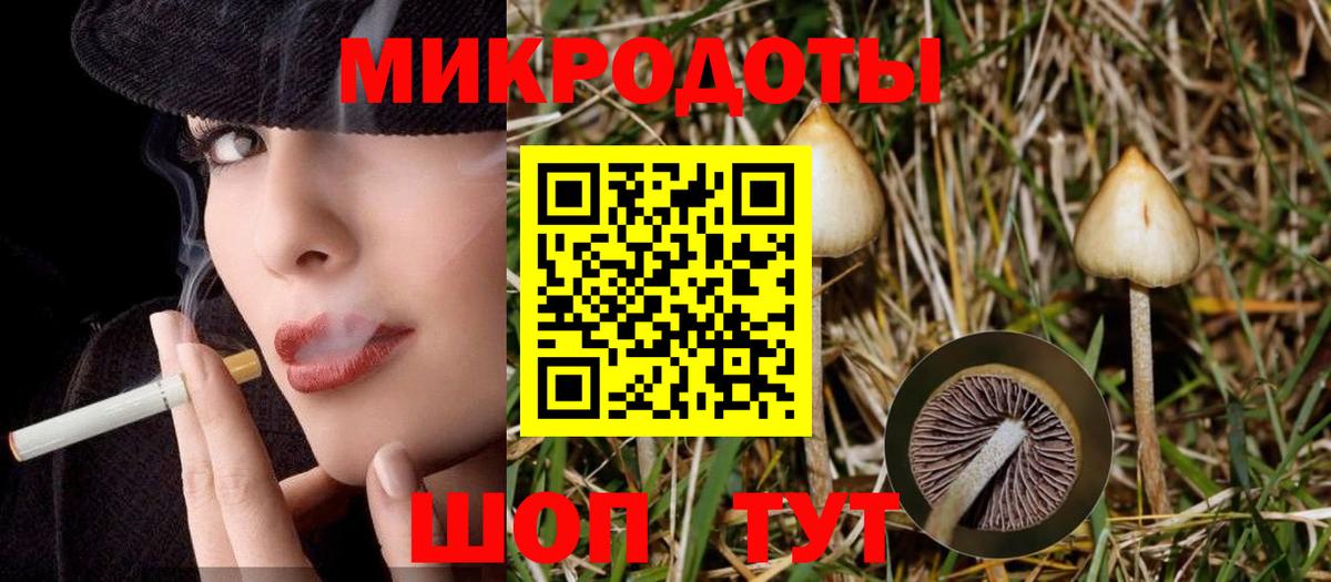 Псилоцибиновые грибы Psilocybe Пермь